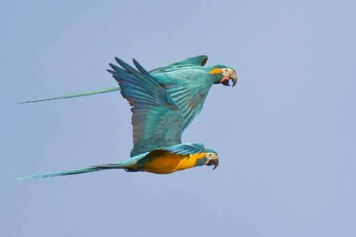 Der Ara ist Zootier des Jahres 2023: Bunte Schönheiten bedroht durch Wohnungsnot