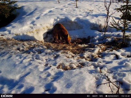 Kreislauf des Lebens wird anhand von Wildkadavern im Nationalpark erforscht