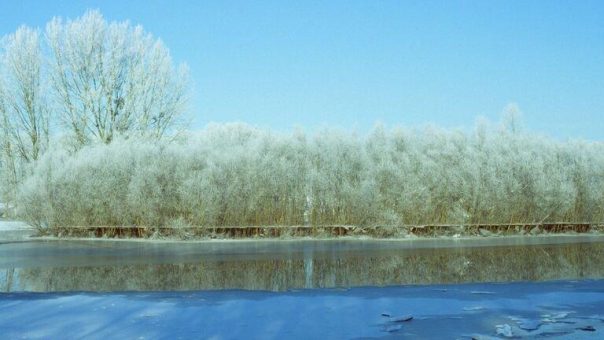 Welttag der Feuchtgebiete am 2. Februar: auch Wälder mögen‘s nass