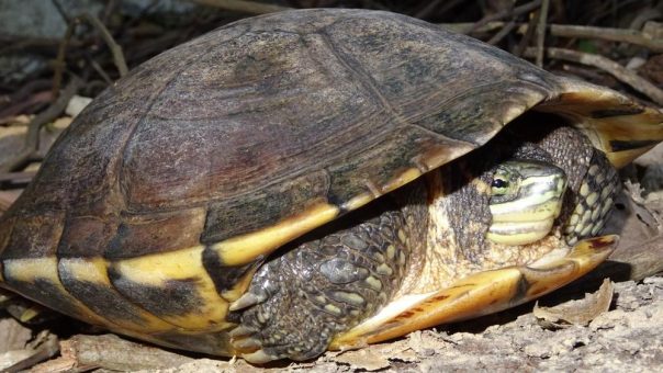 Neues Projekt: Kölner Zoo finanziert Schutzmaßnahmen für seltenste Schildkrötenart Vietnams