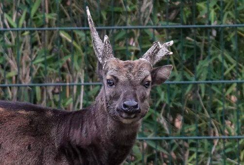 Seltenster Hirsch der Erde