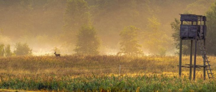 Jagdverpachtung: Umsatzsteuerpflicht erst in zwei Jahren