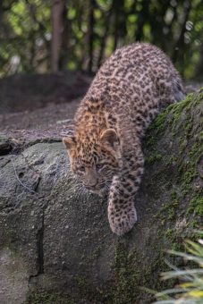 Hagenbecks Leopardenjungtiere auf der Außenanlage unterwegs