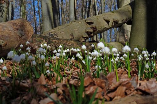 Märzenbecherblüte beginnt