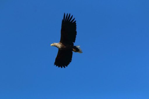 Nationalpark bietet See- und Fischadler günstige Lebensraumbedingungen