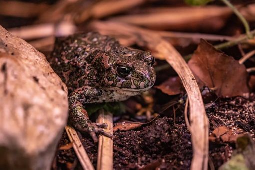 Tierpark Hellabrunn unterstützt den Amphibien-Fond