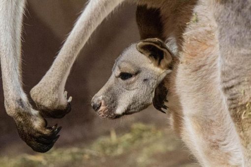 Hagenbeck startet ab dem 04. März in die Hauptsaison