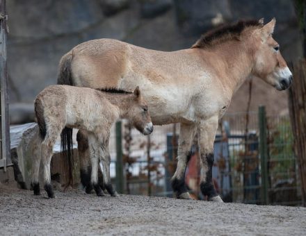 Seltenes Przewalskipferd im Kölner Zoo geboren