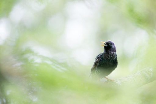 75 Jahre „Was singt denn da?“ – NABU-Vogelführungen starten ins Jubiläumsjahr