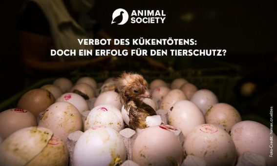 Verbot des Kükentötens: Doch ein Erfolg für den Tierschutz?