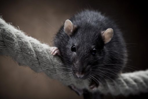 Tag der Ratte am 4. April: Reinlicher als ihr Ruf – die Nager und die Hygiene