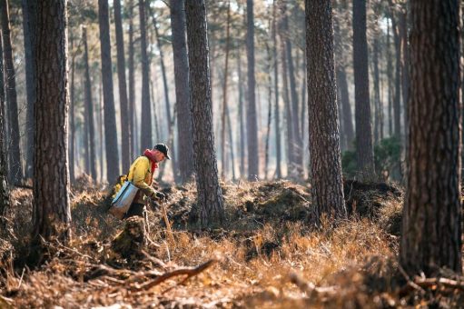 Internationaler Tag des Waldes – Lage in den Landesforsten