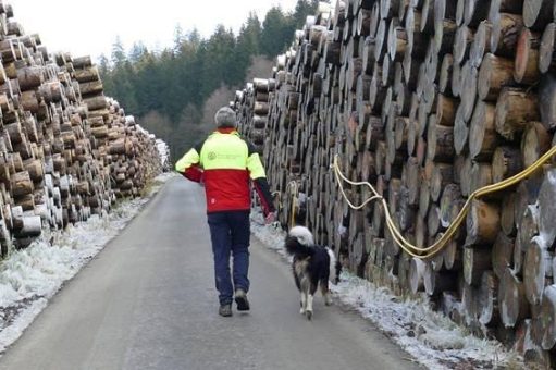 Fünf Jahre nach dem Orkan Friederike: Landesforsten lösen Holzdepots in Südniedersachsen auf