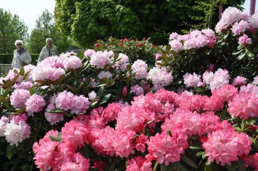 Berauschende Blütezeit für Rhododendron-Fans