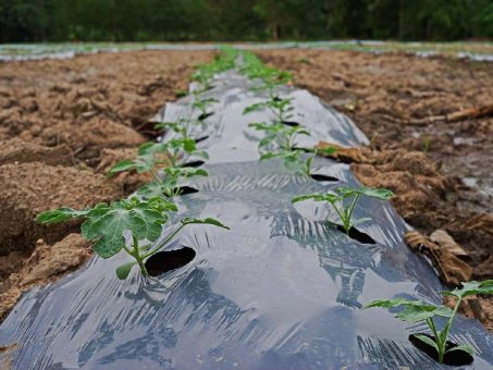 Einfluss landwirtschaftlicher Mulchfolien auf terrestrische Ökosysteme