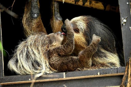 Der Nachwuchs bei den Zweifinger-Faultieren im Tierpark Hellabrunn ist ein Weibchen