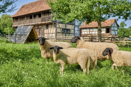 Tierisch nützlich – Der Mensch und sein Vieh – Große Sonderausstellung im Fränkischen Freilandmuseum Fladungen