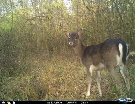 Inventur von Rothirsch und Co. in den deutschen Nationalparks