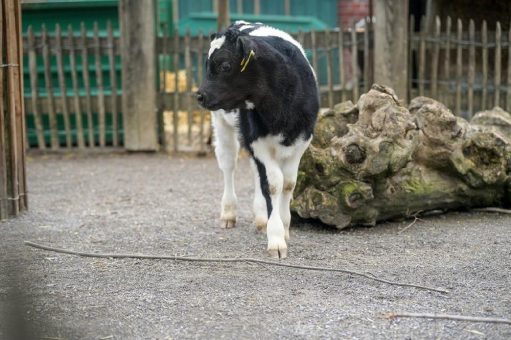 Muuh-ra! Seltenes Kälbchen im Kölner Zoo geboren