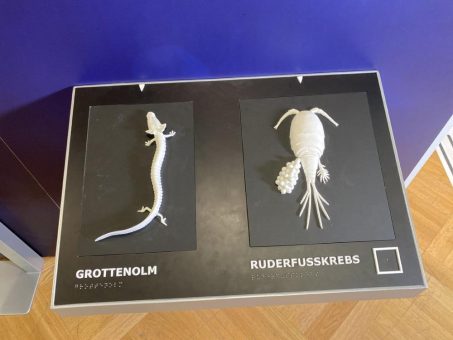 TAKTILo weist Weg durch Wanderausstellung „Grundwasser lebt“ im Senckenberg Museum für Naturkunde Görlitz