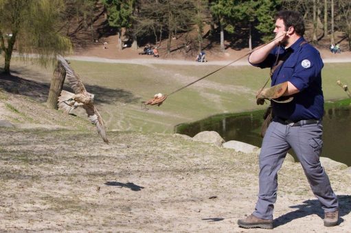 Die Eventfalknerei verabschiedet sich vom Standort Wildpark Schwarze Berge