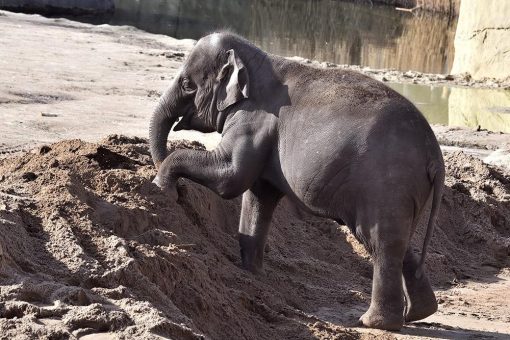 Am Sonntag ist Elefantentag – Kölner Zoo erwartet Nachwuchs