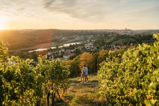 Fest der Raritäten: Sachsen lädt zu Tagen des offenen Weingutes ein