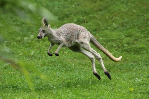 Babyboom bei Hagenbeck