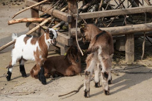 Runde Sache: Osterzeit ist Zoozeit