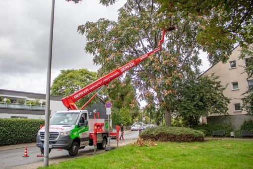 Vollelektrische LKW-Arbeitsbühne STEIGER® Ampero TBR 250 E beim Grünflächenamt im Langzeiteinsatz