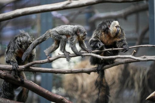 Erster weiblicher Nachwuchs bei den Weißkopfsakis im Kölner Zoo