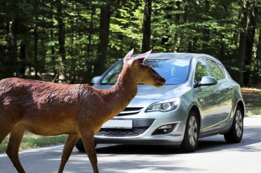 TÜV Rheinland: Bei Wildwechsel Hupe statt Fernlicht nutzen