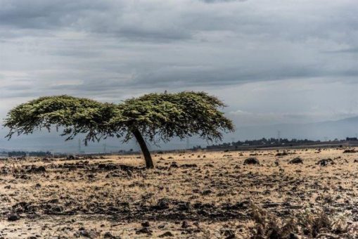 Tag der Erde: Ein Teufelskreis: Konflikte verursachen Landverödung – Landverödung ist Treiber für Konflikte