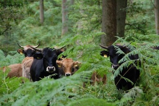 Naturpark Solling-Vogler bietet Führungen im Hutewald der Niedersächsischen Landesforsten