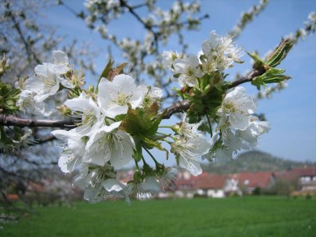 Ein Traum in Weiß und Rosa: Veranstaltungen zum „Schwäbischen Hanami“ im Streuobstparadies