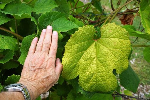 Weingenuss trifft Wissenschaft