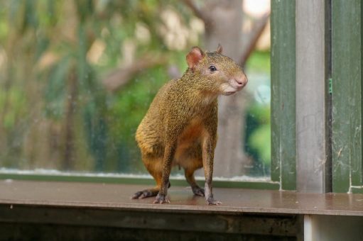 Neu im Kölner Zoo: Südamerikanische Agutis