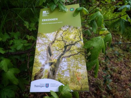 Wald-Wildnis, Baumartenverteilung und die häufigsten Arten im Nationalpark kurz und informativ erklärt