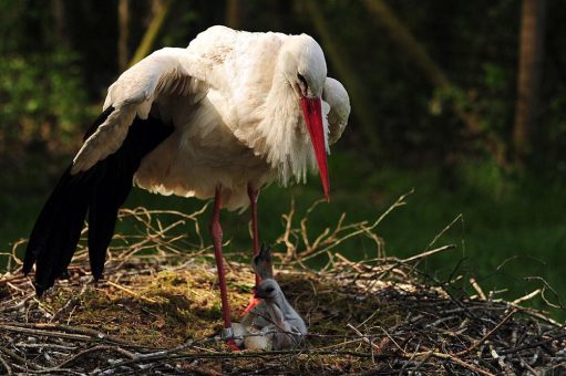 Der Wildpark Eekholt freut sich über die ersten drei Storchenküken.