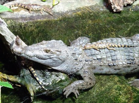 Am stärksten bedrohte Krokodilart der Welt: Weiterer Meilenstein für Artenrettung