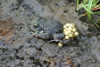 Wenn der Glockenfrosch im Reiherbachtal ruft