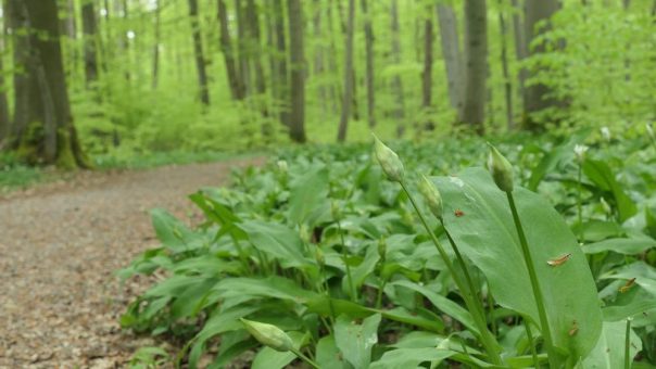 Die Bärlauchblüte steht im Nationalpark Hainich in den Startlöchern