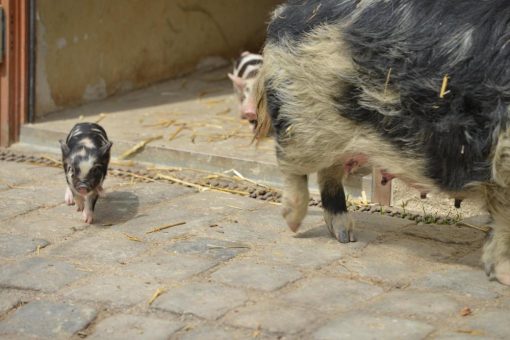 Niedliche Schweinerei: Hellabrunn freut sich über Kunekune-Nachwuchs