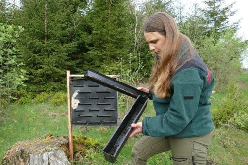 Landesforsten starten Borkenkäfer-Monitoring