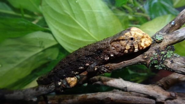 Äußerst selten und stark gefährdet: Kölner Zoo mit Nachwuchs bei Vietnamesischen Krokodilschwanzechsen