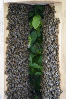 Neues Bienenvolk in den Schiffer-Tree des WildtierParks Edersee eingezogen