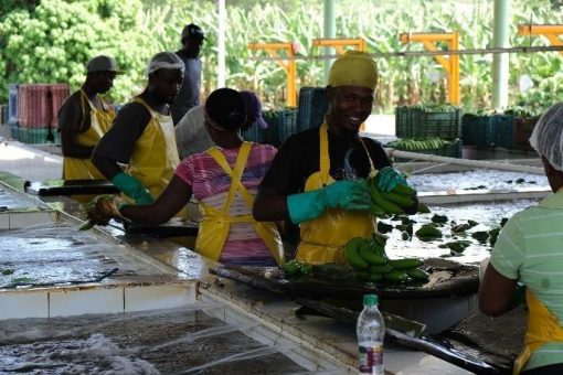 Alles auf Gelb: Neue Ideen für mehr Biologische Vielfalt im Bananenanbau