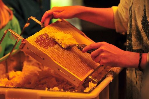 Fleißige Bienen – der erste Honig ist da!