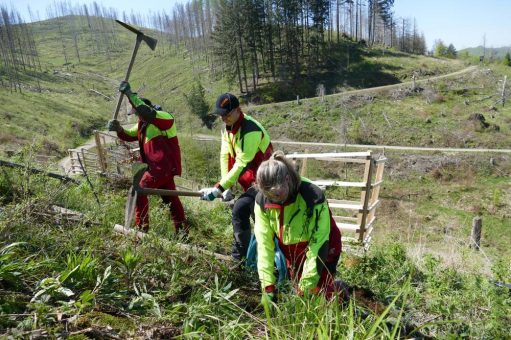 Wanderweg von Riefensbeek zur Hanskühenburg aufgewertet