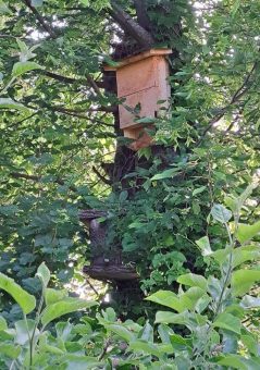 Garten-Workshop und Fledermaus-Beobachtung